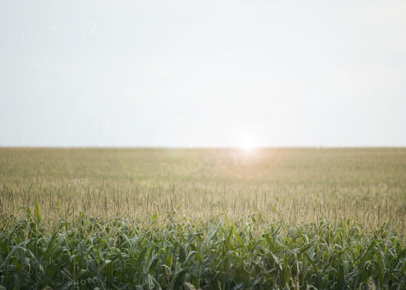 Cornfields in Minnesota USA. Date : 2006