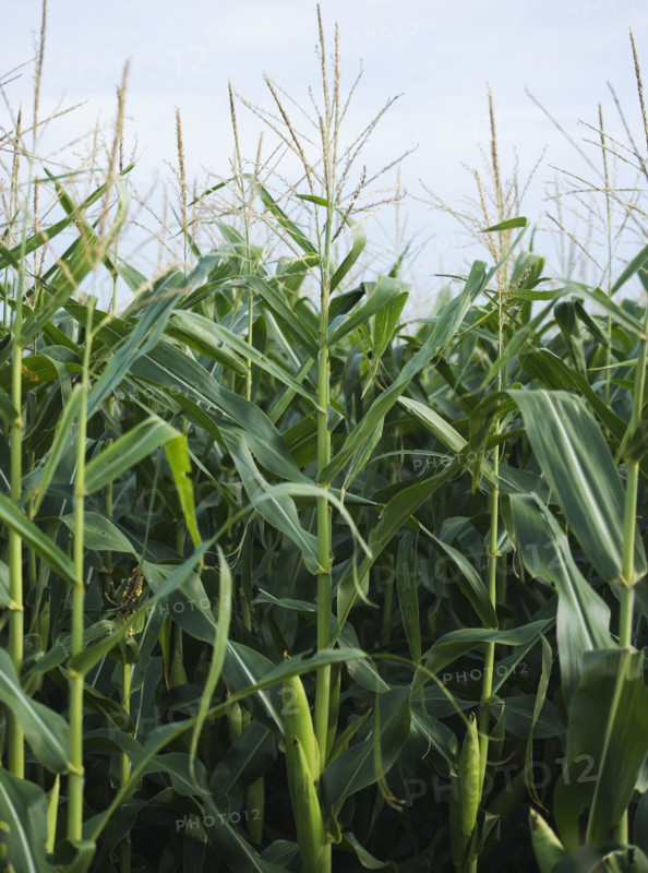 Cornfields in Minnesota USA. Date : 2006