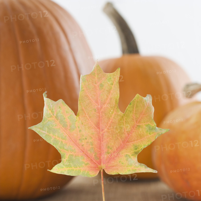 Still life of pumpkins and a fall leaf. Date : 2006