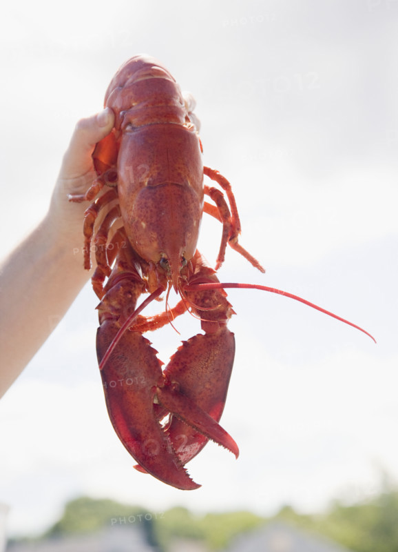 Man holding cooked lobster, Maine, United States. Date : 2007