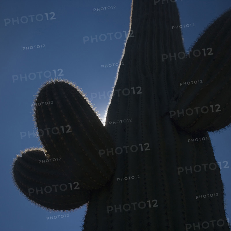 Silhouette of cactus, Arizona, United States. Date : 2007