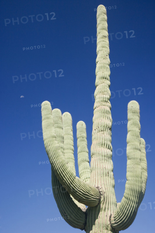 Low angle view of cactus, Arizona, United States. Date : 2007