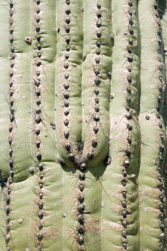 Close up of cactus, Arizona, United States. Date : 2007