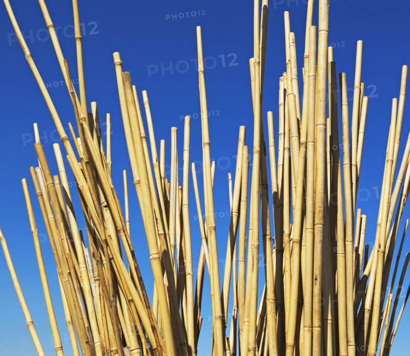 Low angle of bamboo stalks. Date : 2007
