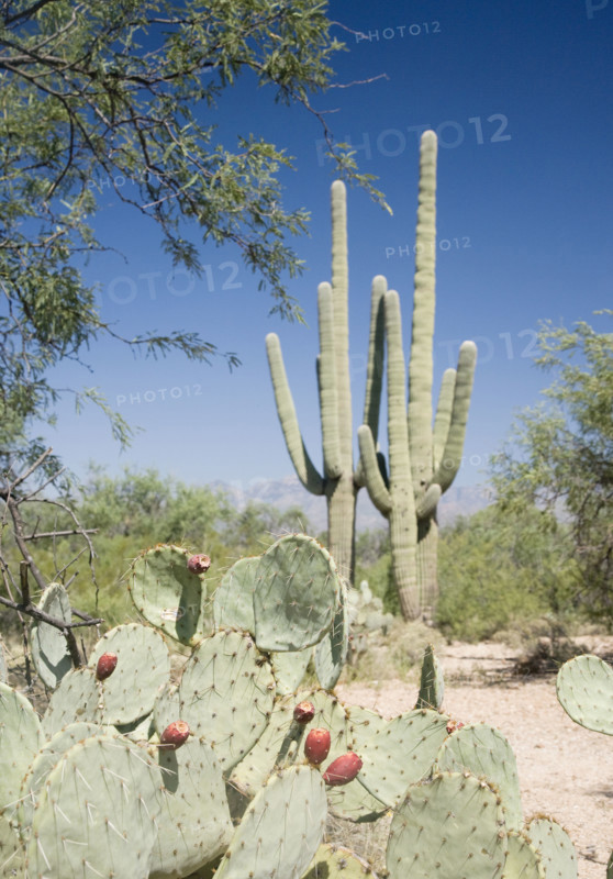 Assorted cactus in desert, Arizona, United States. Date : 2007
