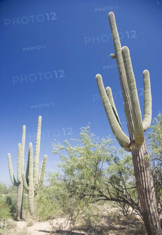 Low angle view of cactus, Arizona, United States. Date : 2007