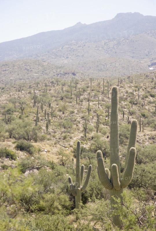 Cactus with mountain in background, Arizona, United States. Date : 2007