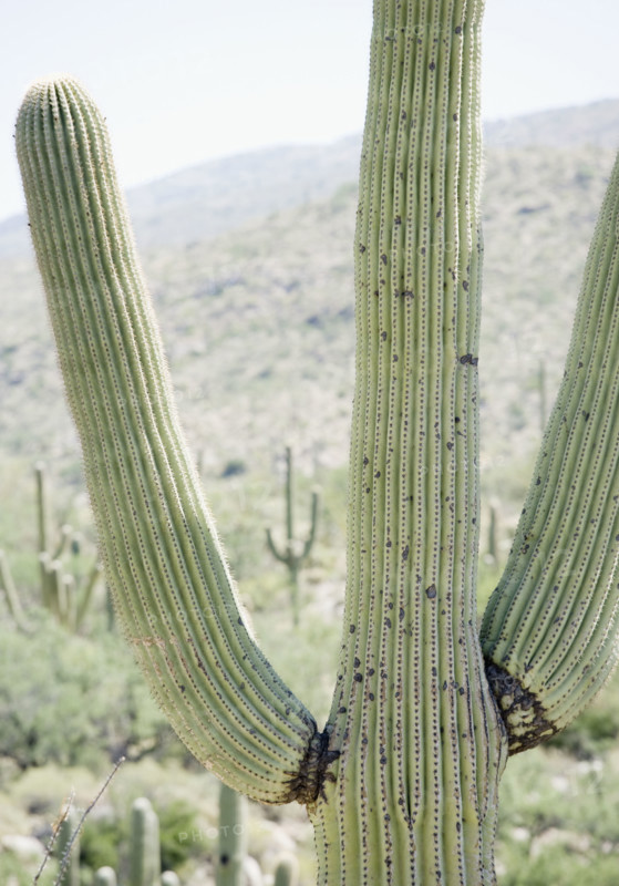 Close up of cactus, Arizona, United States. Date : 2007