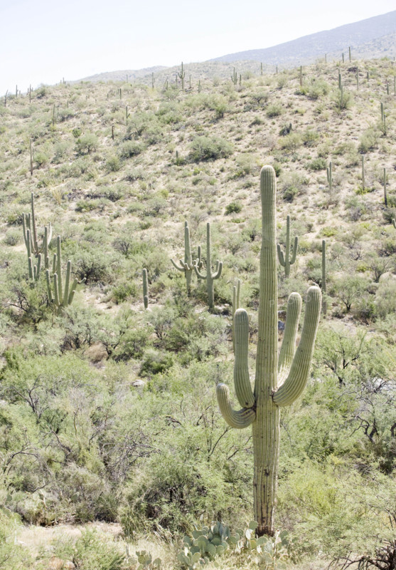 Cactus with mountain in background, Arizona, United States. Date : 2007