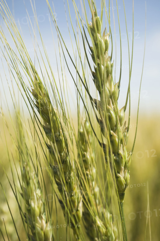 Close up of wheat. Date : 2007