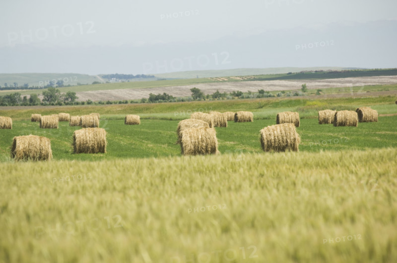 View of wheat field and hay bales. Date : 2007