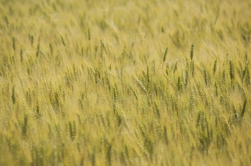 Close up of wheat field. Date : 2007