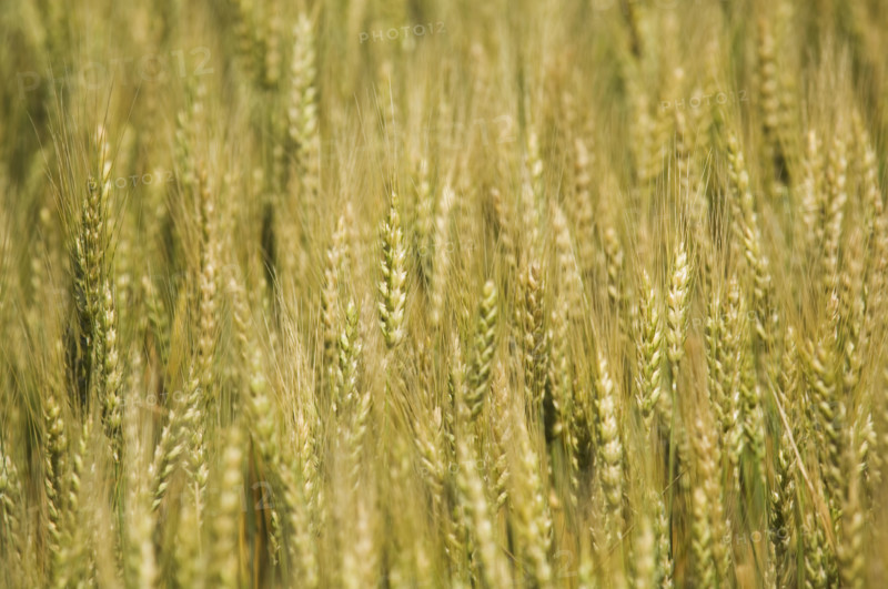 Close up of wheat. Date : 2007