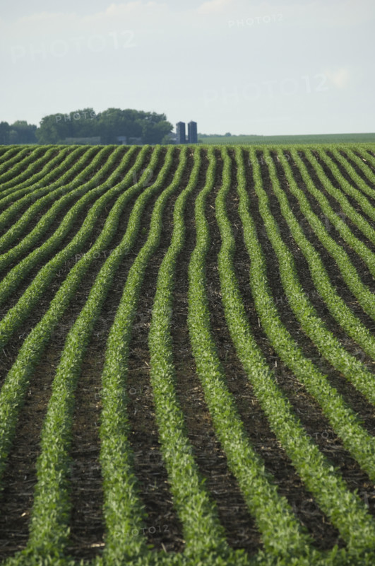 Rows of soy beans in field. Date : 2007