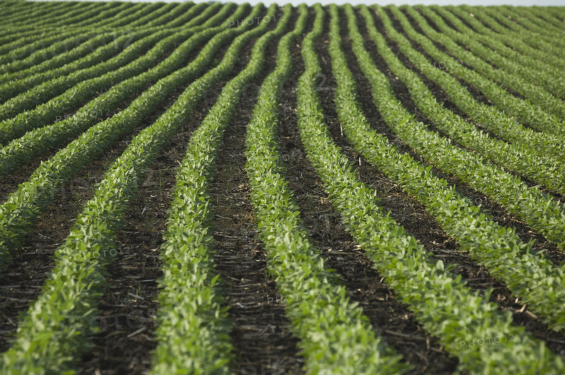 Rows of soy beans in field. Date : 2007