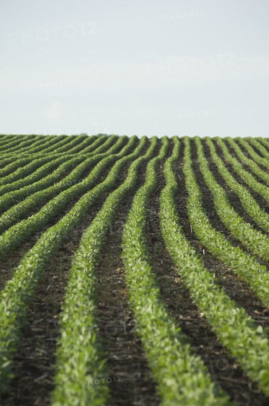Rows of soy beans in field. Date : 2007