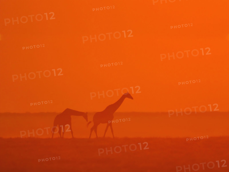 Giraffes walking at sunset. Date : 2007