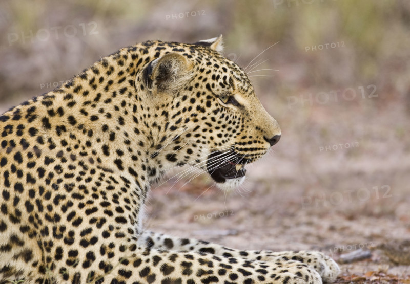 Leopard laying on ground, Greater Kruger National Park, South Africa. Date : 2007