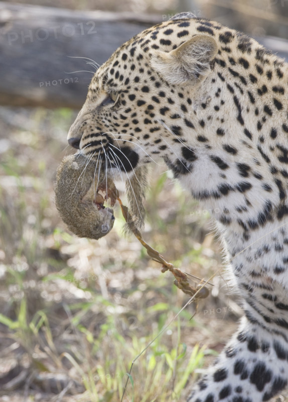 Leopard with food in mouth, Greater Kruger National Park, South Africa. Date : 2007