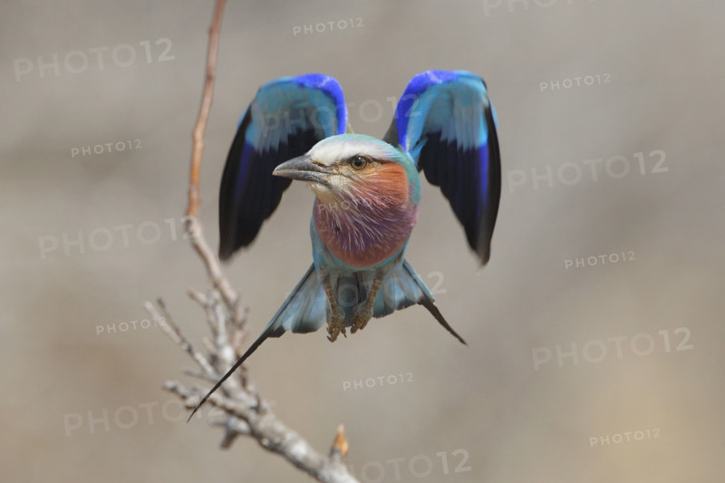 Lilac-Breasted Roller in flight, Greater Kruger National Park, South Africa. Date : 2007