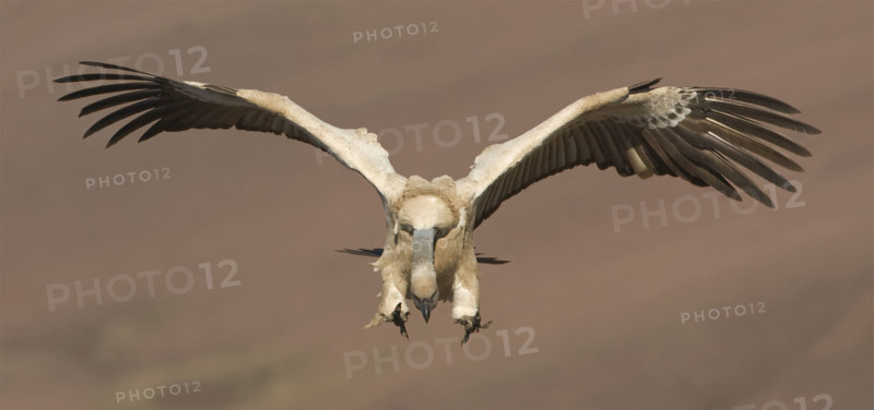 Cape Griffon vulture, Drakensberg Mountain Range, South Africa . Date : 2007