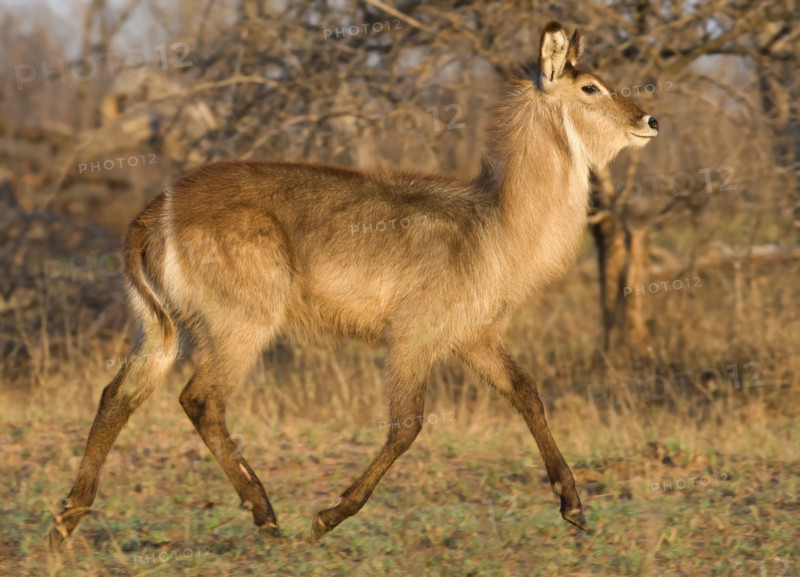 Waterbuck walking, Greater Kruger National Park, South Africa. Date : 2007