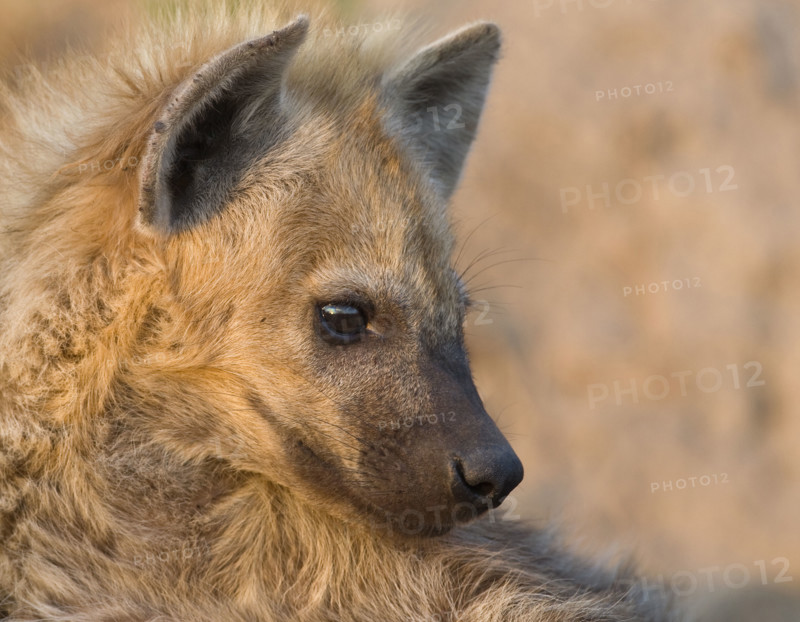 Close up of Spotted Hyaena, Greater Kruger National Park, South Africa. Date : 2007