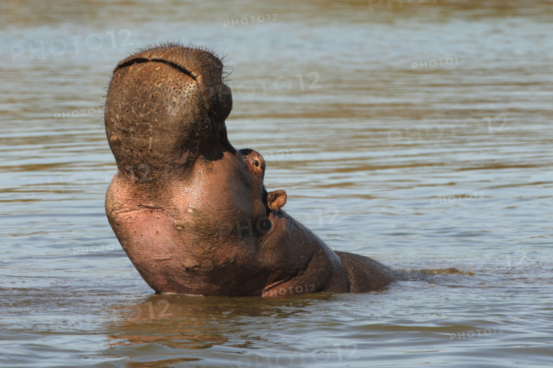 Hippopotamus in water, Greater Kruger National Park, South Africa. Date : 2007
