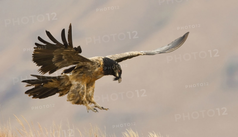 Lammergeier vulture in flight, Drakensberg Mountain Range, South Africa. Date : 2007
