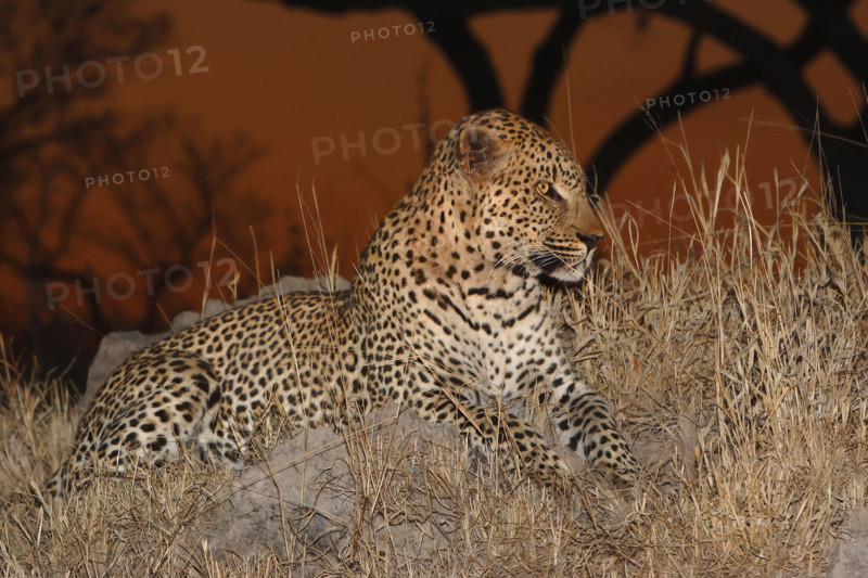 Leopard in grass, Greater Kruger National Park, South Africa . Date : 2007