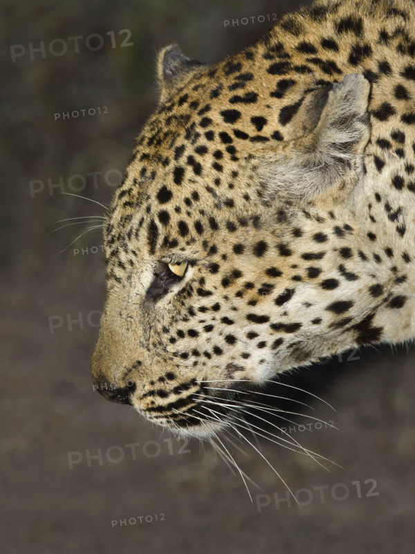 Close up of Leopard, Greater Kruger National Park, South Africa. Date : 2007