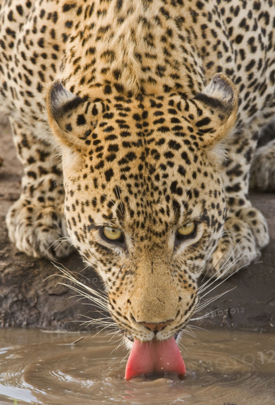 Leopard drinking, Greater Kruger National Park, South Africa. Date : 2007