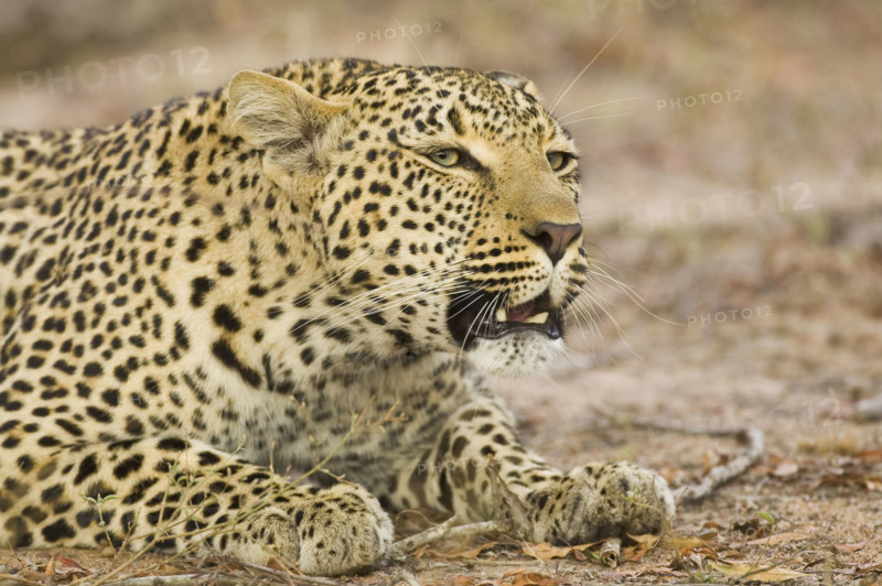 Leopard laying on ground, Greater Kruger National Park, South Africa. Date : 2007
