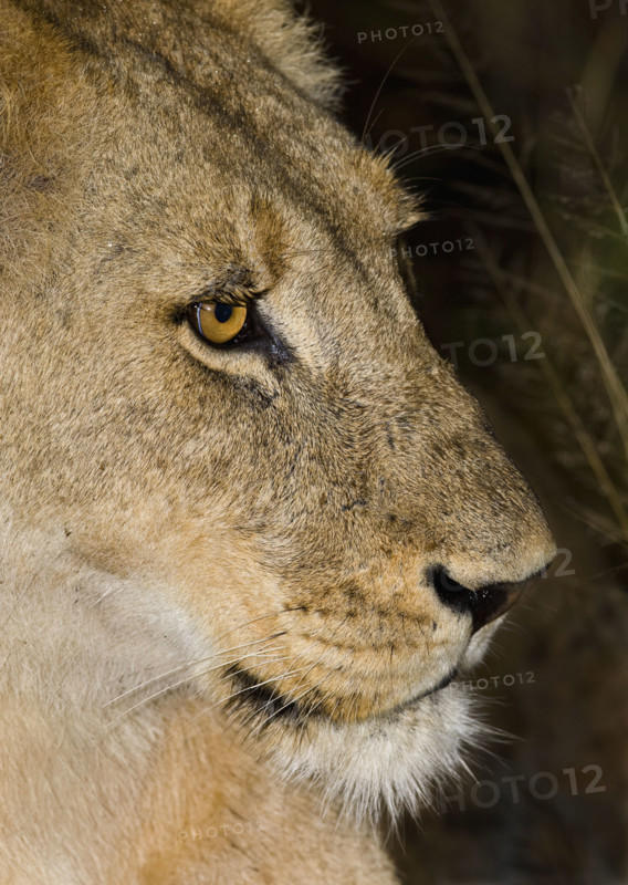 Close up of lion, Greater Kruger National Park, South Africa . Date : 2007