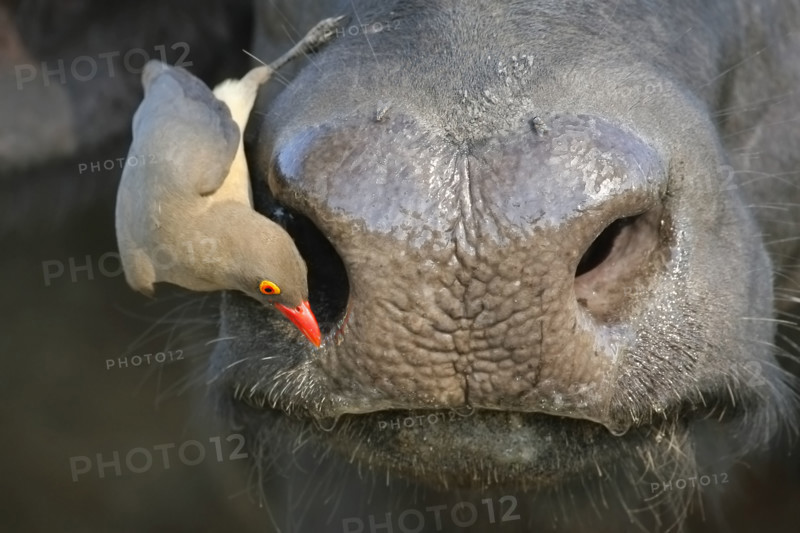Red-Billed Oxpecker on Ox’s face, Greater Kruger National Park, South Africa. Date : 2007
