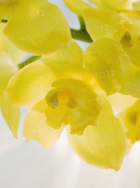 Close up of freesia.