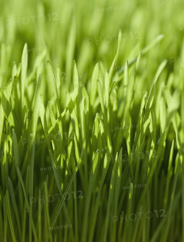 Close up of grass.