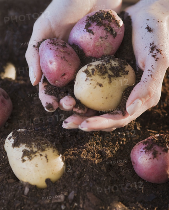 Woman holding potatoes and soil.