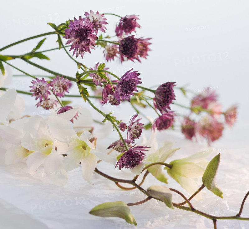 Close up of flowers.