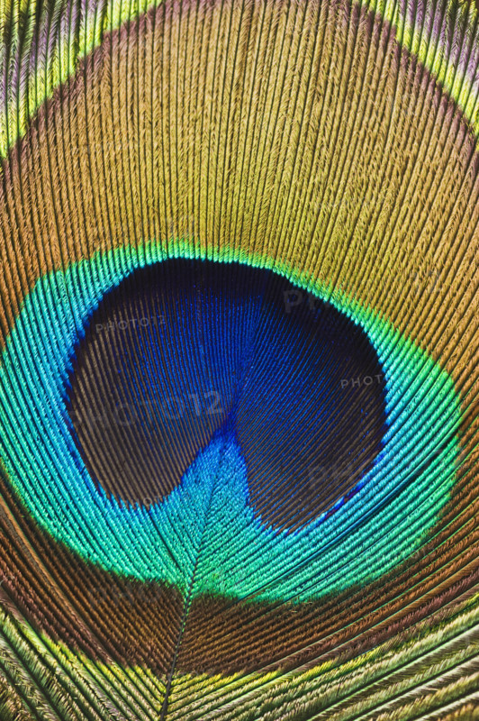 Close up of peacock feather.
