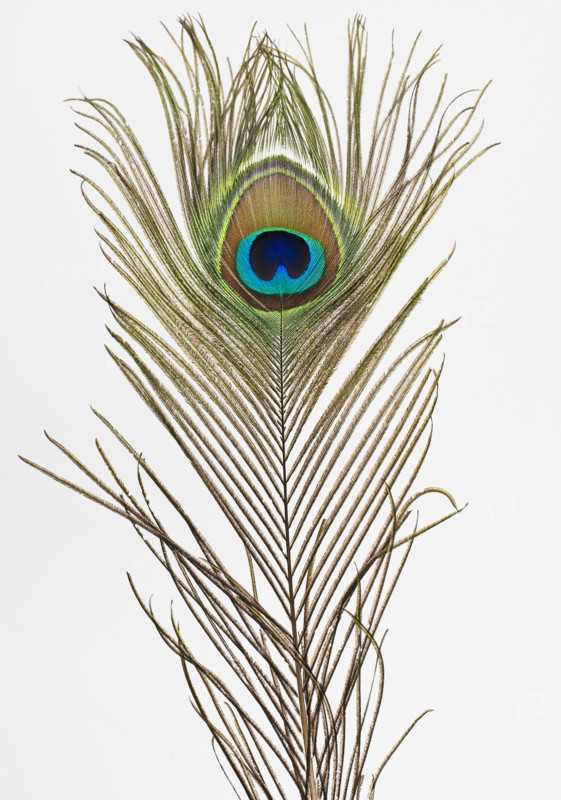 Close up of peacock feather.