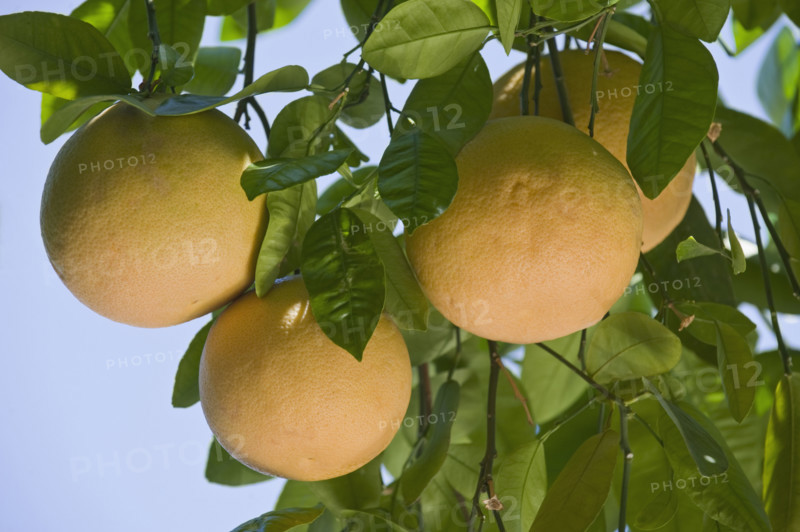 Close up of grapefruit on tree.