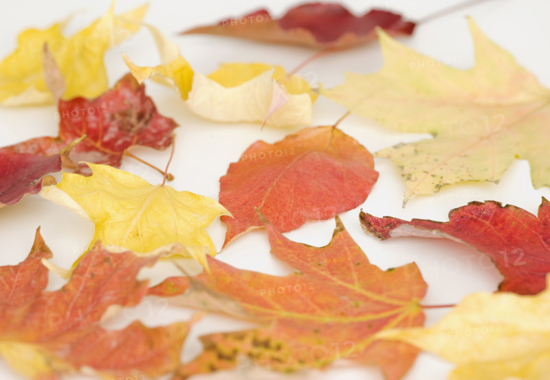 Close up of autumn leaves. Date : 2008