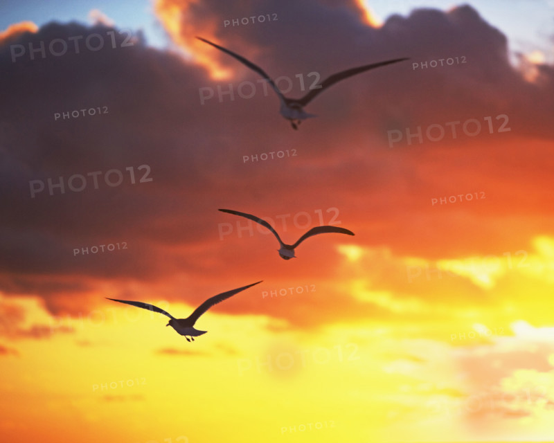 birds in the sunrise/sunset. Date : 2008