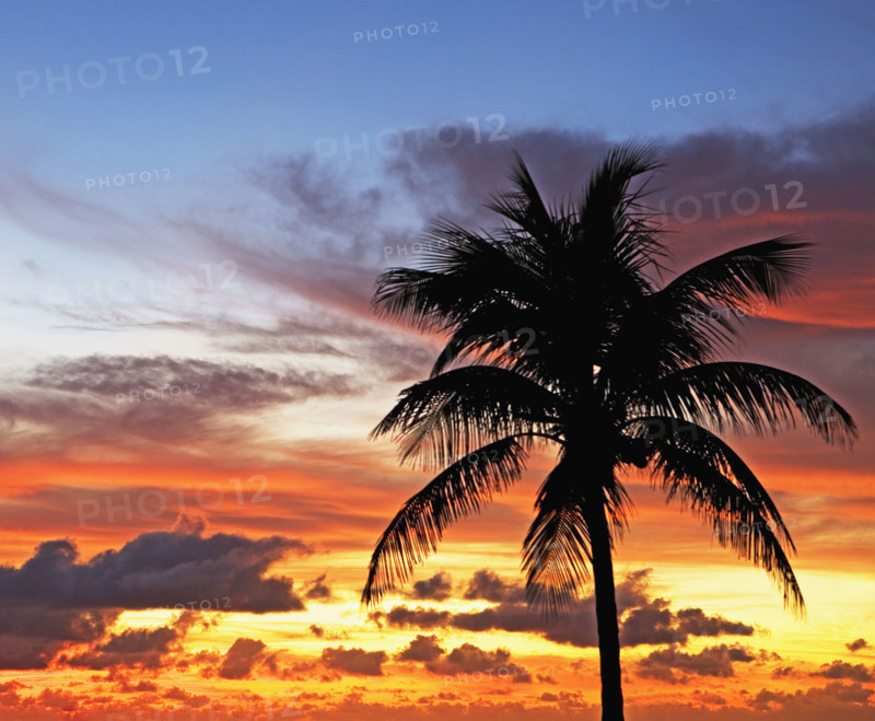 palm tree in sunrise/sunset. Date : 2008