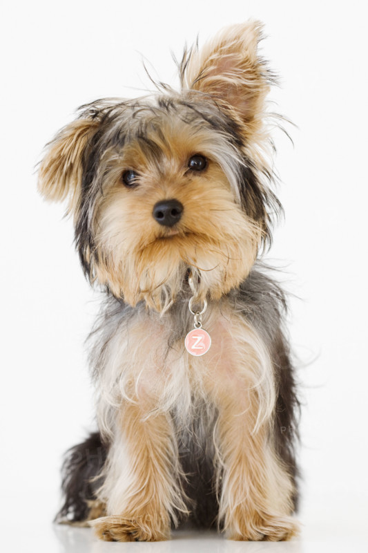 Portrait of Yorkshire terrier. Date : 2008