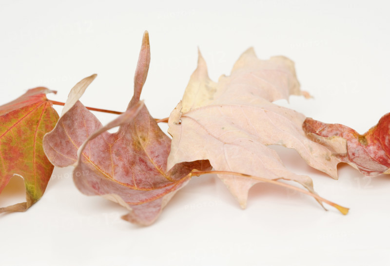 Close up of autumn leaves. Date : 2008