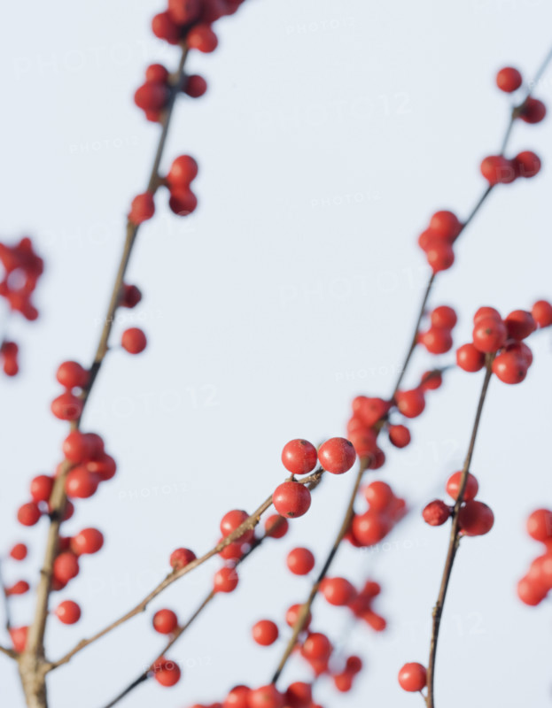 Close up of berries on branches. Date : 2008