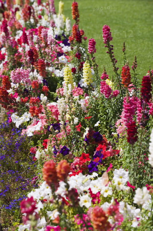 Assorted flowers in garden.