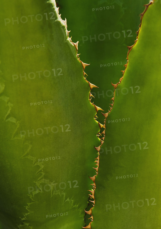 Close up of agave cactus plant.